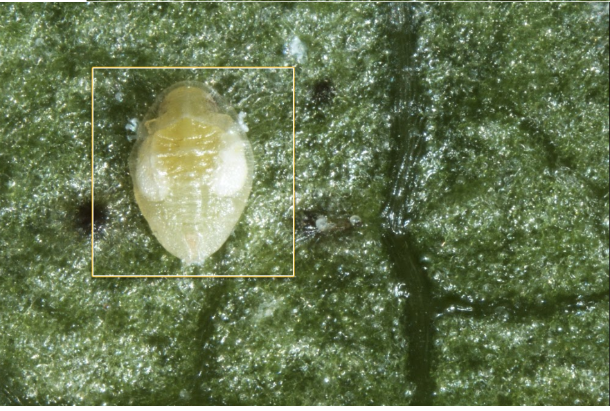 Healthy about to emerge