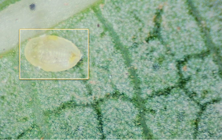 Parasitised mycetome displaced