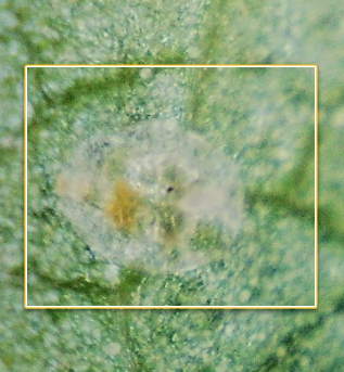 Dead nymph, dried out inside