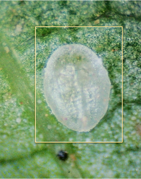 Emerged whitefly case