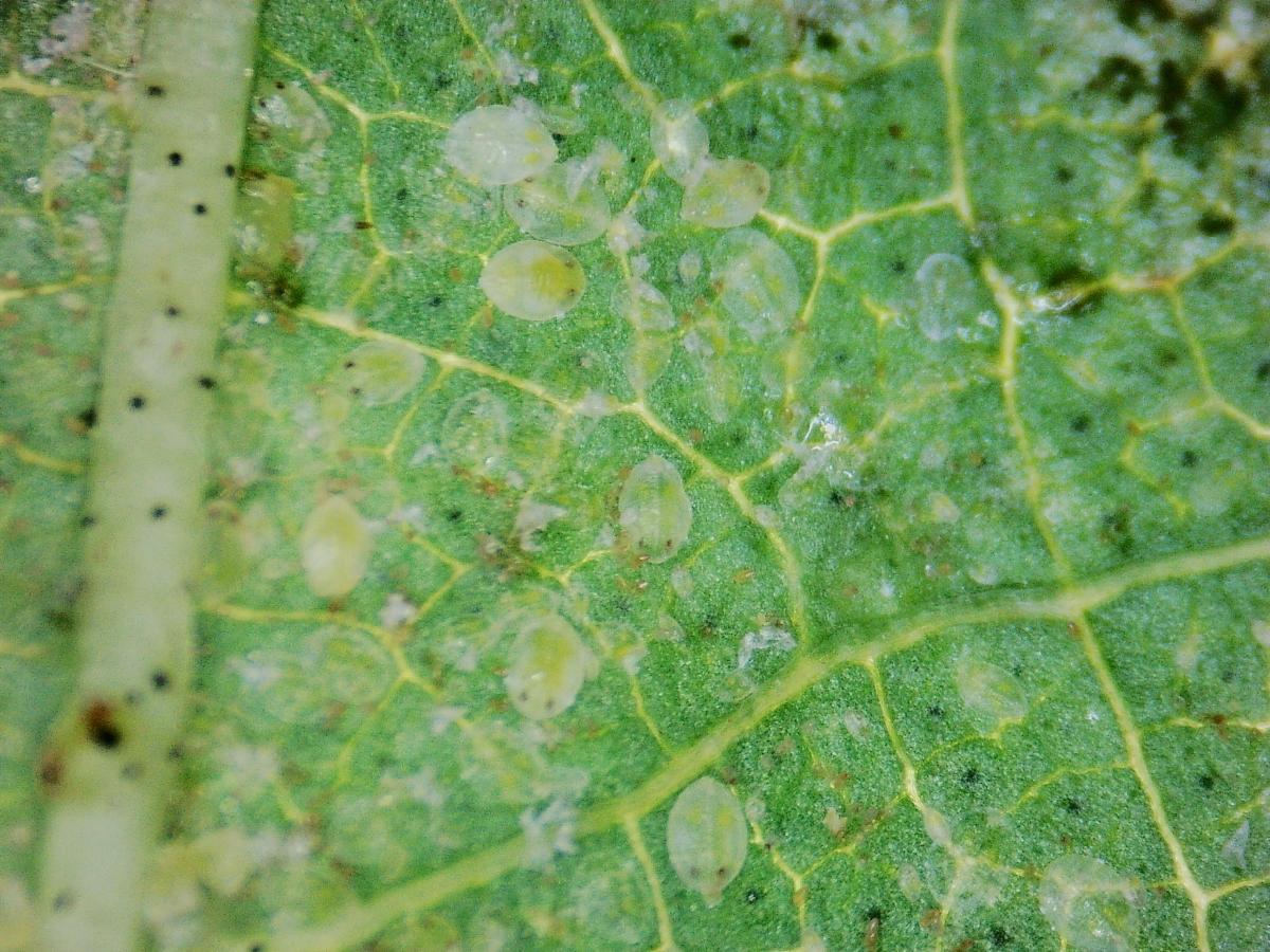 leaf under miscroscope