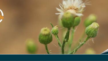 header artwork - weeds.