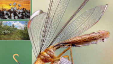 Pests and Benefits publication