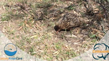 echidnna