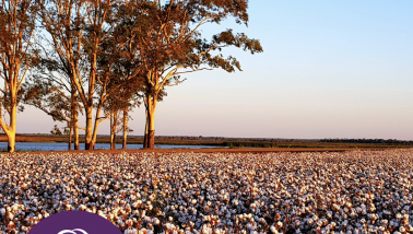 cotton field