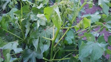 crop showing hail damage