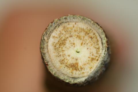 cross section of plant stem
