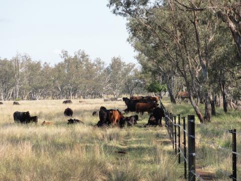 field with cattle