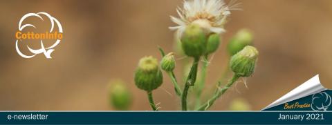 header artwork - weeds.