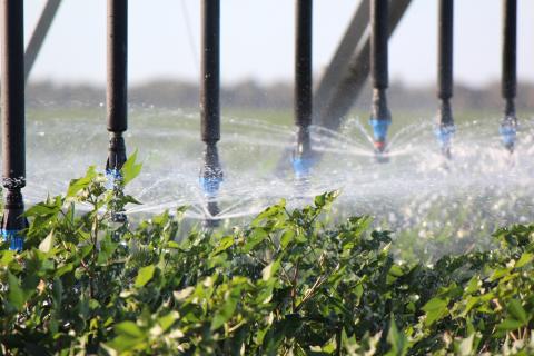 irrigation
