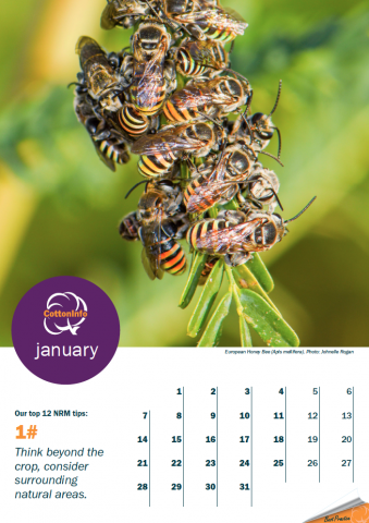 bee calendar screenshot