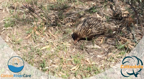 echidnna