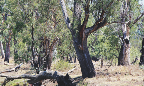 River red gums