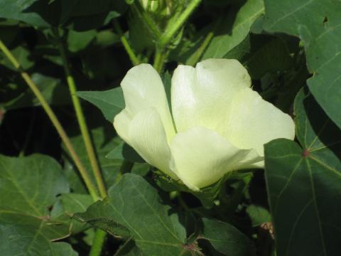 Cotton flower