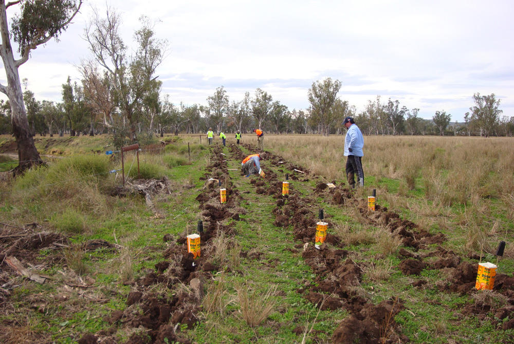 People planting trees by Milly Hobson