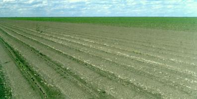 Seedling damage example