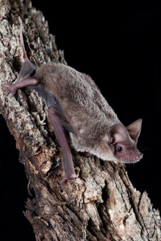 The Southern Free-tailed Bat